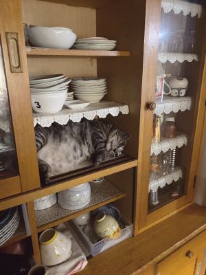 ▲放碗盤的餐櫃意外變成貓咪的秘密基地。（圖／翻攝Twitter@nezy55）