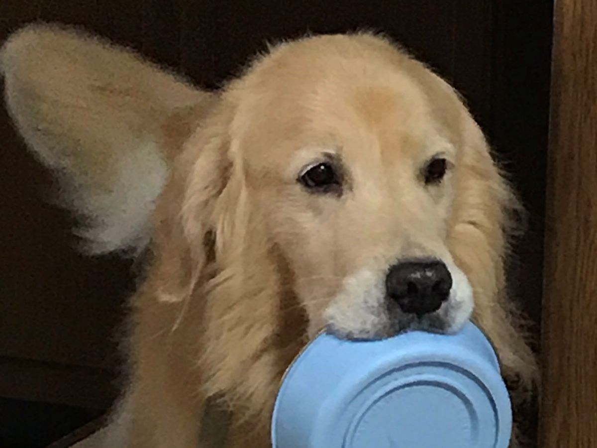 ▲當爺爺在家蒸了地瓜，原本熟睡的金金突然醒來還叼碗出現！（圖／Twitter@toomuuuu）