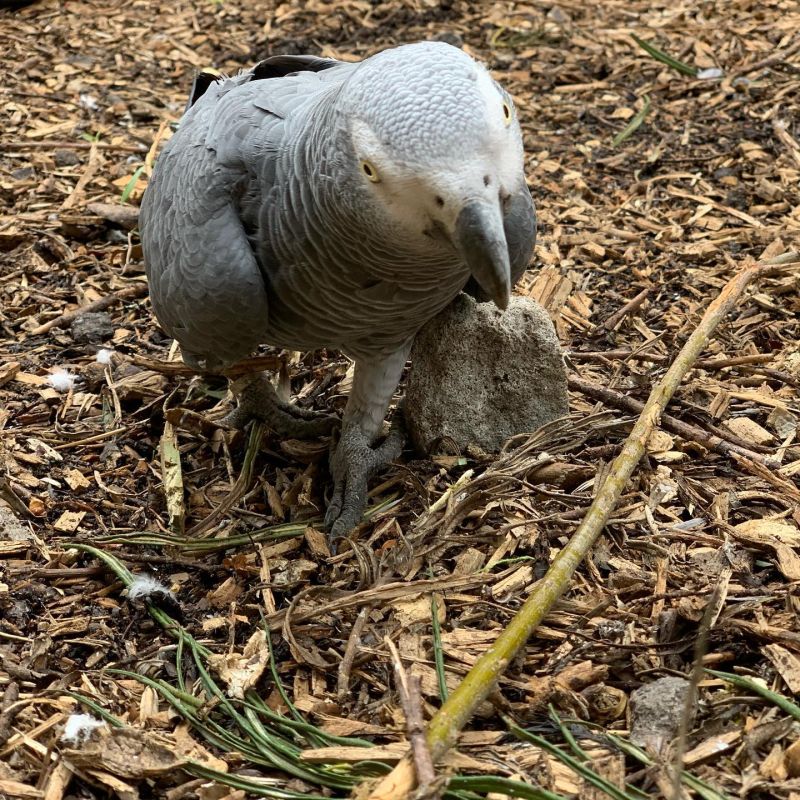 ▲愛罵髒話的鸚鵡們,如今被送入獨居鳥園「反省」。(圖/翻攝自「Lincolnshire