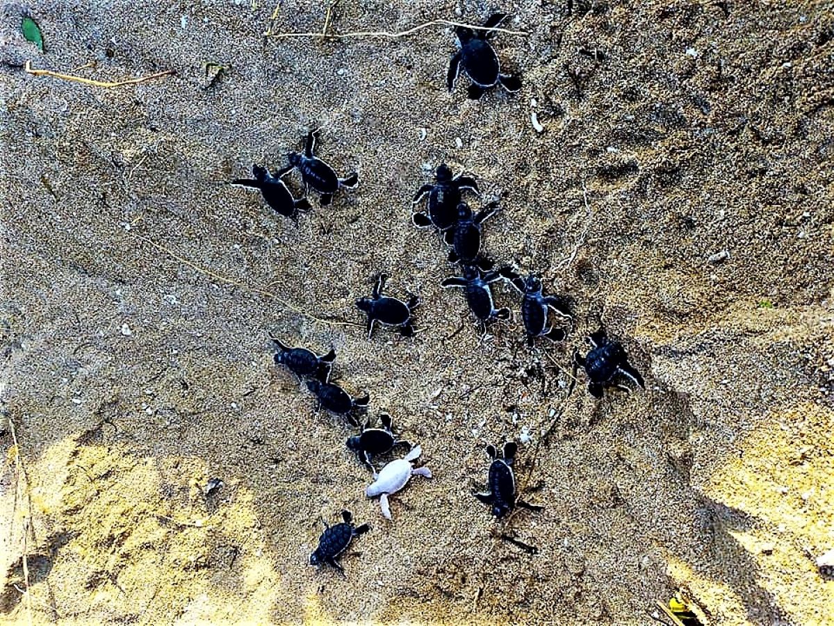 ▲澎湖縣望安鄉沙灘傳出喜訊，剛孵化的小綠蠵龜中赫然發現有2隻白子綠蠵龜寶寶，這在澎湖似乎是首次白子綠蠵龜紀錄。（圖／望安許姓民眾提供）