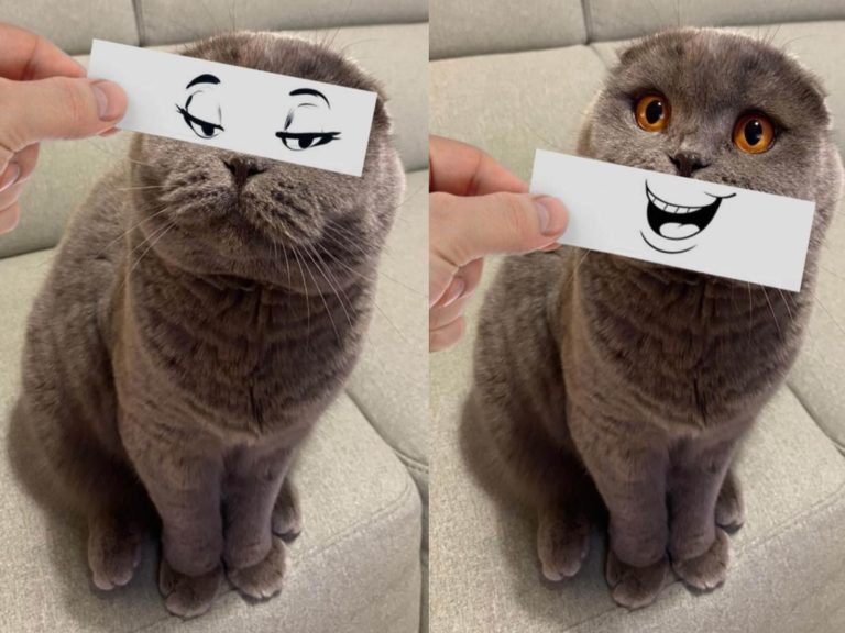 奴才為貓咪畫眼睛與嘴巴　一秒變身表情包網笑：出貼圖啦！
