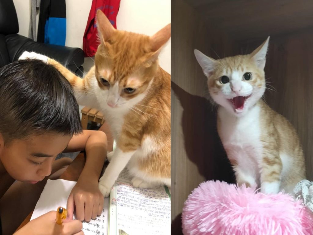 網友家的橘貓化身家教監督小奴才寫作業（圖／網友Amber Hu授權提供）