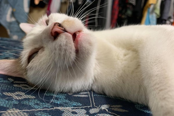 貓咪靠牆露粉嫩肥肚　一臉厭世網笑：牠有心事啦！
