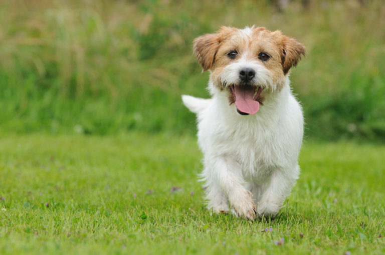 根據統計，高達68%的飼主表示他們家中的狗有吃草的習慣。（圖／shutterstock）