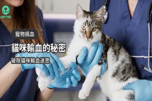 貓咪輸血很難配嗎？一次看懂貓咪輸血小秘密｜專業獸醫—柯亞彤