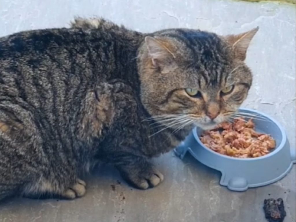 一隻大頭虎斑貓常常溜進女屋主家偷吃，後來驚覺原來不只她一家「被搶劫」（圖／翻攝自FB@The Dodo）