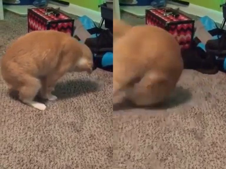 橘貓不小心踩到自己尾巴不知所措，3秒後竟原地滾了一圈。（圖／reddit@u/Boezoek） 