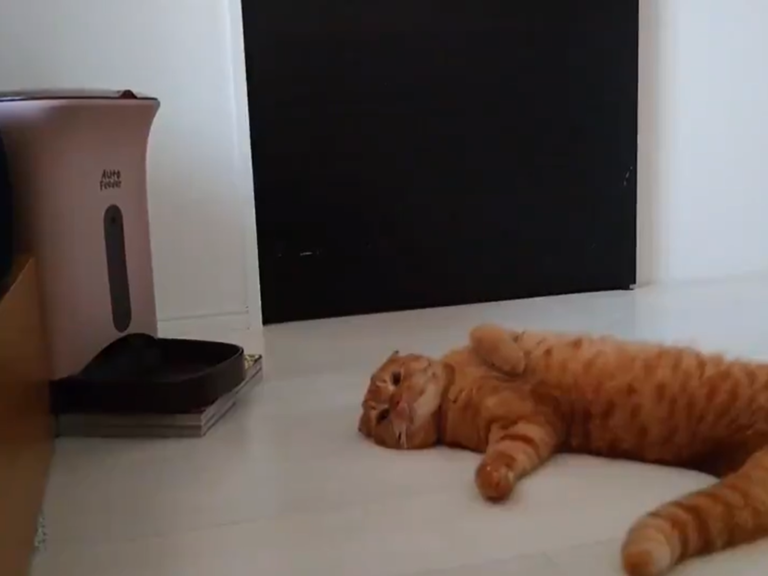 橘貓餓昏頭躺在自動餵食器旁等飯　一臉厭世：「巴豆妖了！」
