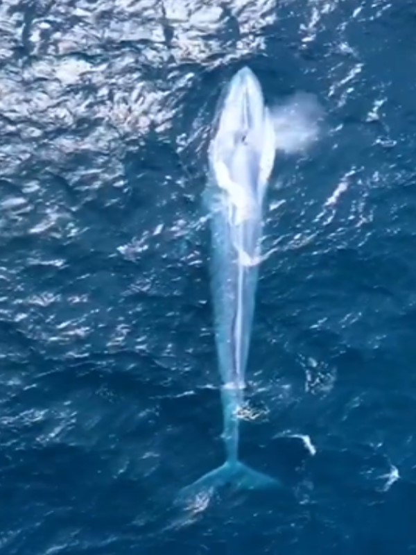 25公尺巨大藍鯨出沒雪梨海岸　官方認證「百年來僅3次」！