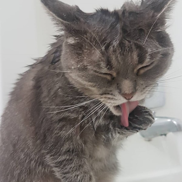 貓咪愛沖澡每天堅持陪媽洗香香　網驚：順便喝水嗎？