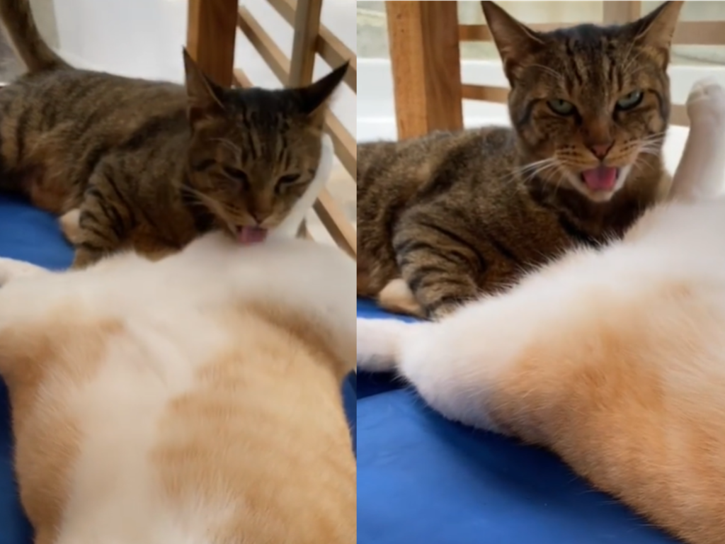 虎斑貓好心幫同伴舔「屁毛」，沒想到竟傳來一股濃烈異味！（圖／IG@midorinotanbo）