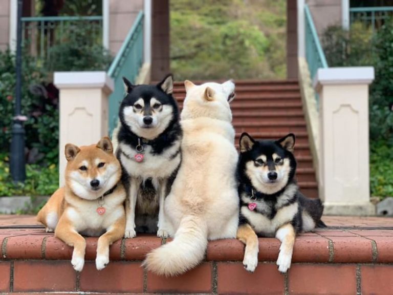 國外一名飼主養了四隻柴犬，但有一隻柴柴喜歡在拍照時「標新立異」（圖／IG@yokokikuchi_ks）