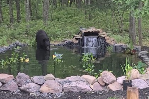 黑熊亂入屋主家魚池「泡澡」　大玩橡皮鴨：這裡好棒！