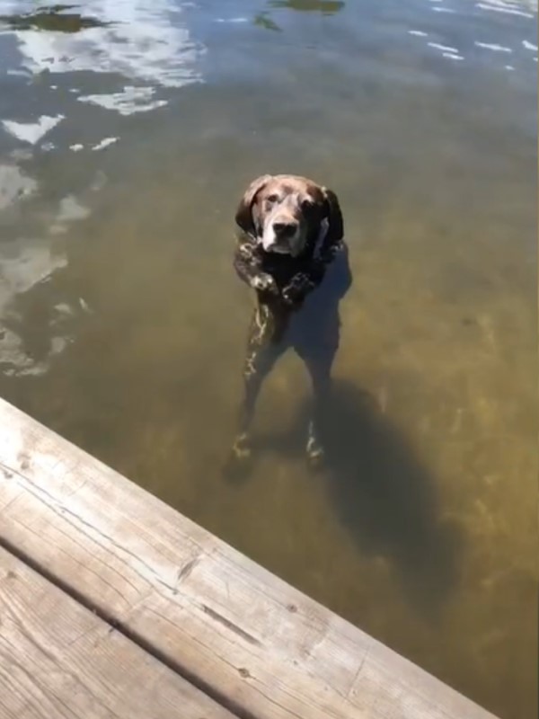 狗狗湖水裡「站立漂浮」　媽一看笑翻：又在暗示什麼？