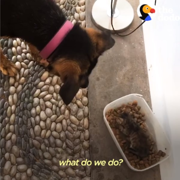 小浪貓「半路認狗」當作媽　大汪直接收編：我照顧你！