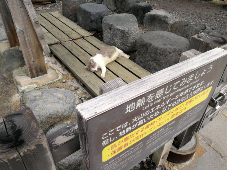 日本推主來到溫泉勝地，竟看見浪貓爽爽趴在體驗地熱區！（圖／Twitter@hika_eki）