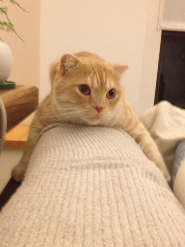 奶油貓抱沙發太久　奴才翻身竟成「ㄇ字型」網笑：脫模嗎？