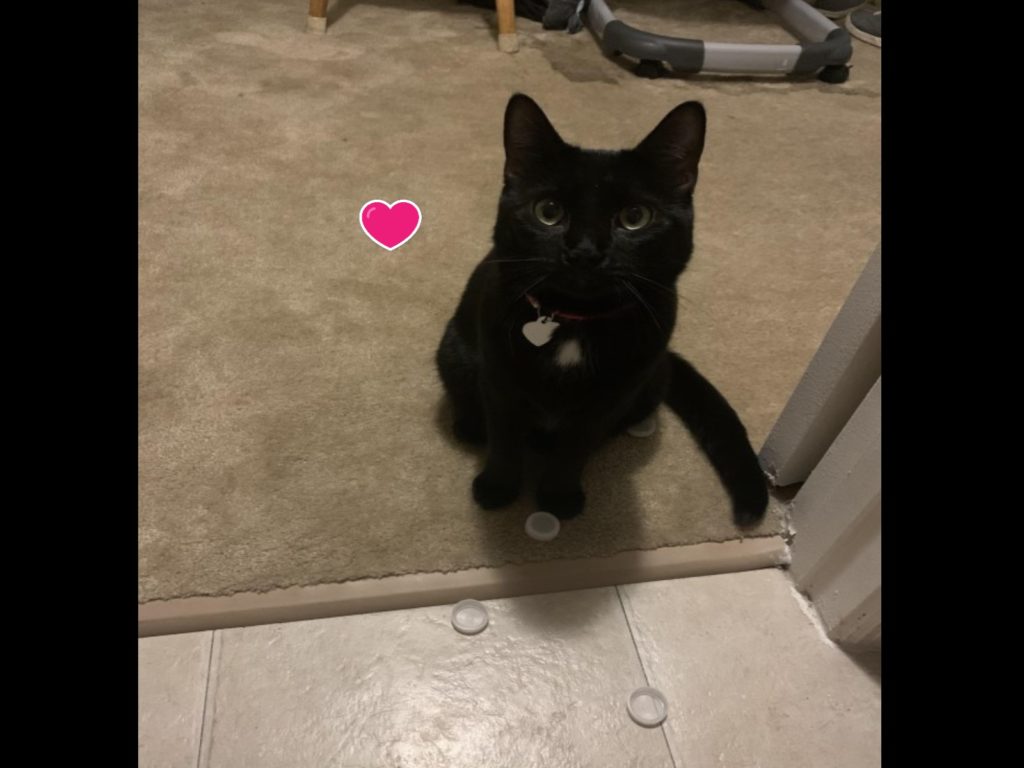 奴才躲在廁所哭泣，黑貓暖心送上珍藏瓶蓋安慰她（圖／reddit@nohoomans）