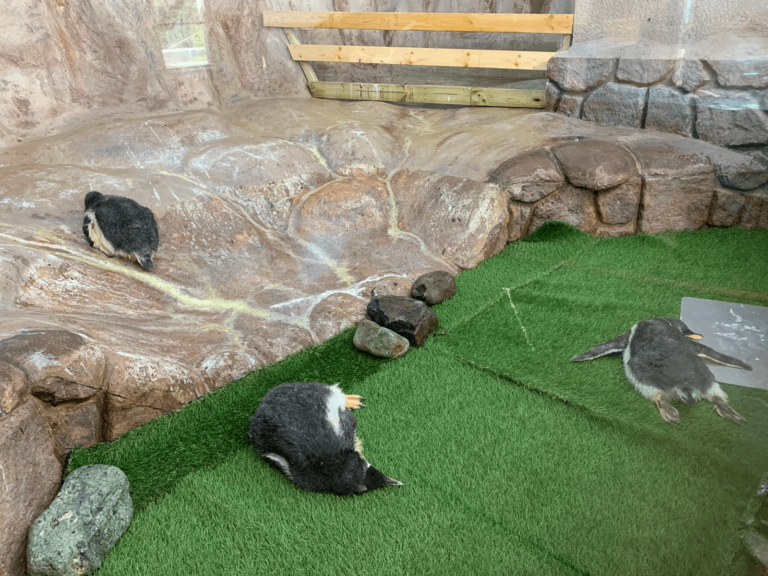 日本動物園驚見企鵝群「大字型趴地」　遊客：「蝦米情形？」
