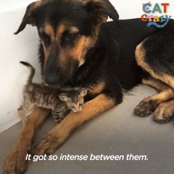 小浪貓「半路認狗」當作媽　大汪直接收編：我照顧你！