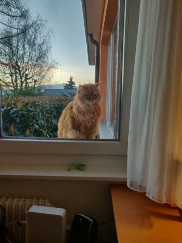 奴才搬家橘貓「敦親睦鄰」敲窗拜訪　他笑：最棒的新鄰居！