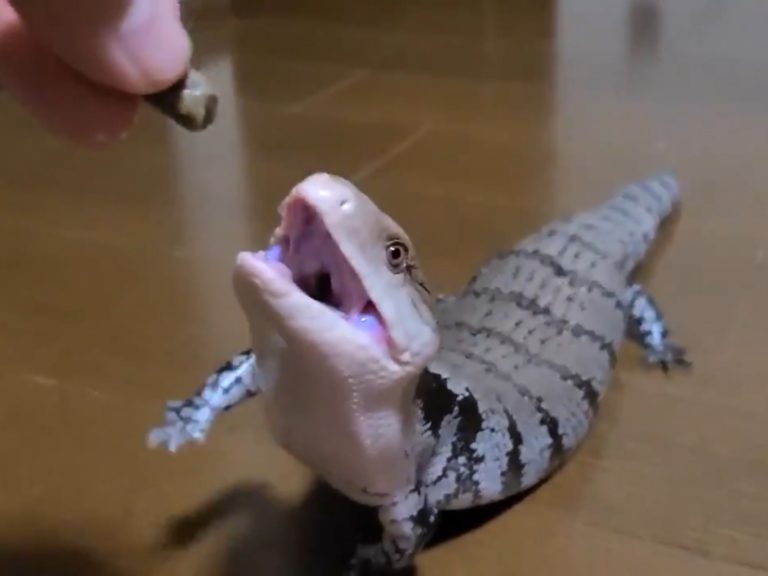 藍舌蜥一看到食物眼睛發出亮光，奮力出動短短手想吃到。（圖／Twitter@sinicca343） 