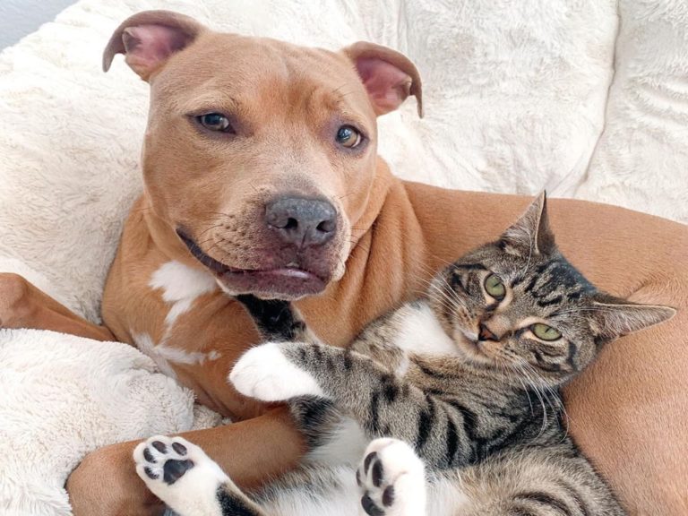 比特犬屢被拒絕竟收服喜怒無常貓咪的心　媽：牠們是好友！
