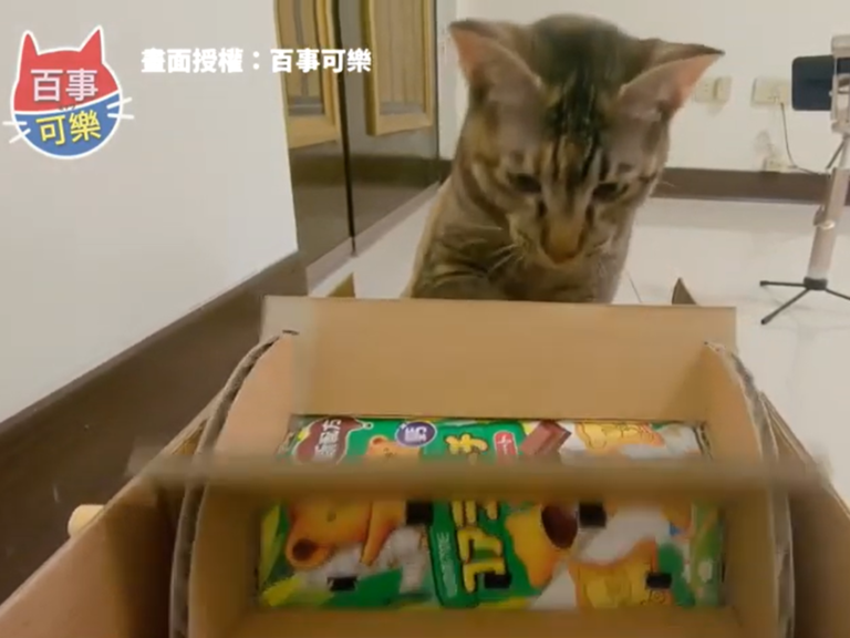 環保利用小熊餅乾盒製作貓主子的滾輪玩具。（圖／百事可樂授權）