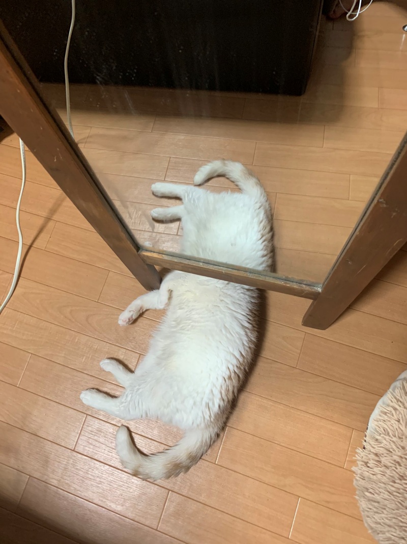 推主家的貓咪在鏡子底下睡覺，看起來像是一種神祕的怪物。（圖／Twitter@fuuuusama） 