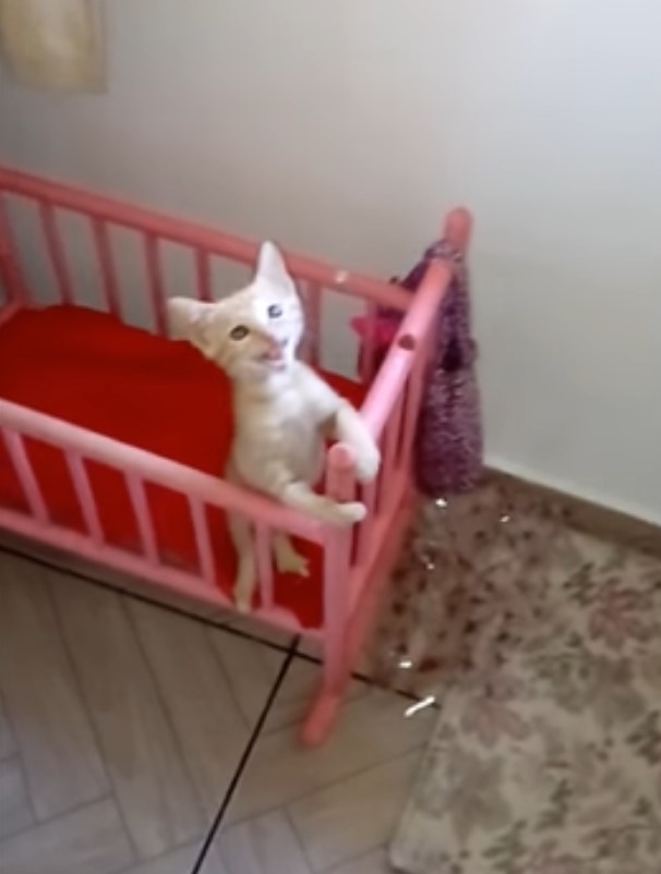 小橘貓肚子餓躺搖床喝奶奶網笑：進化成嬰兒了！