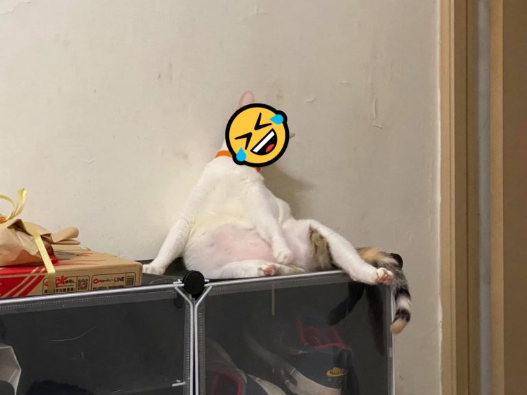 網友到友人家發現貓咪露肚子，看起來一臉厭世（圖／網友Chun Lin授權提供）
