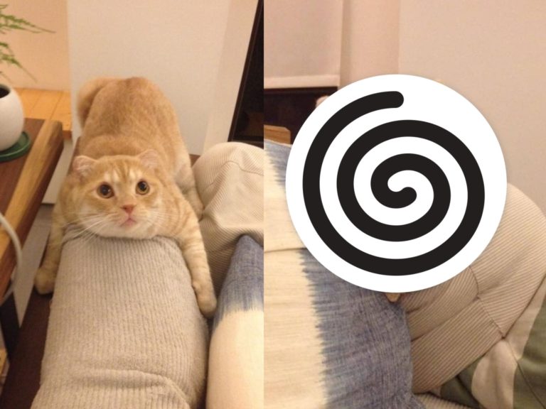 奶油貓蜜豆奶喜歡趴在沙發椅背上，沒想到翻身後還維持「ㄇ字型」（圖／網友Jacob Peng授權提供）