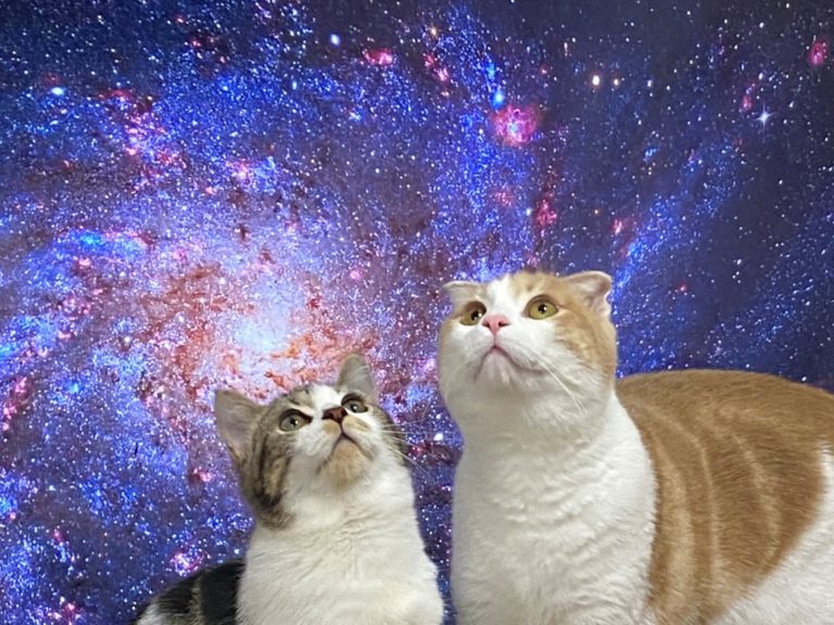 日本推主見愛貓頻擋電視，發揮創意用宇宙圖片應對。（圖／Twitter@torotolo106106） 
