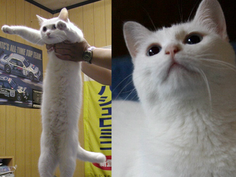 日本網紅長貓傳來過世的消息，許多網友感到難過。（圖／Twitter@miyabi_2222） 