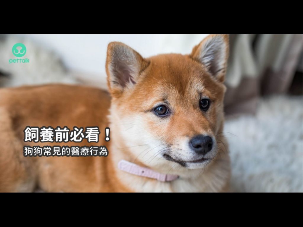 （圖／PetTalk提供）