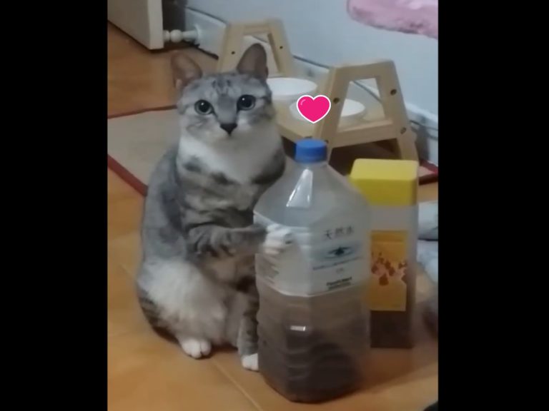 貓咪Nico為了討吃竟然會搖乾乾罐（圖／粉專Nico小朋友授權提供）