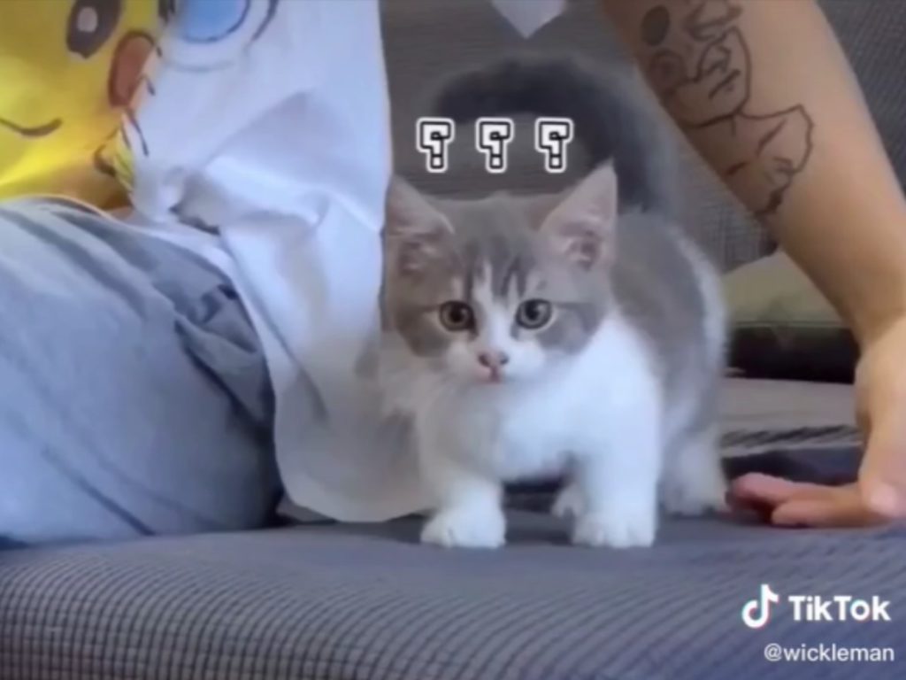 小貓想跳下沙發卻被頻頻被奴才半途攔截（圖／翻攝自Tik Tok@wickleman）
