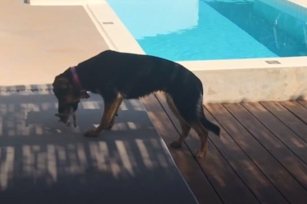 小浪貓「半路認狗」當作媽　大汪直接收編：我照顧你！