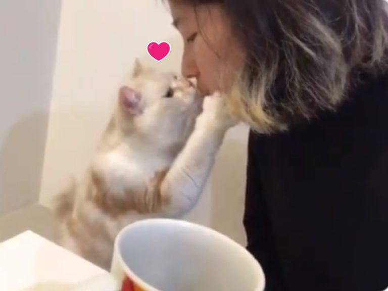 女子向貓咪討親親，貓咪竟然站起來回吻（圖／翻攝自twitter@nachara_xxx）