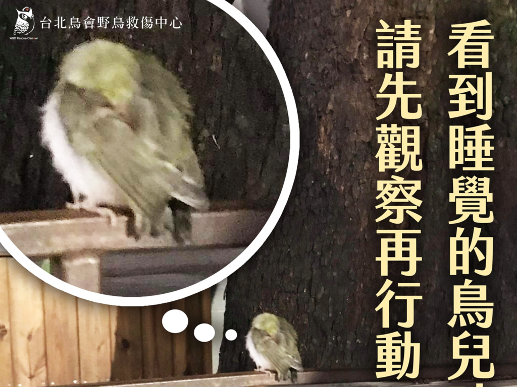 路邊看到睡覺的鳥兒，請先觀察！（圖／台北鳥會野鳥救傷中心）