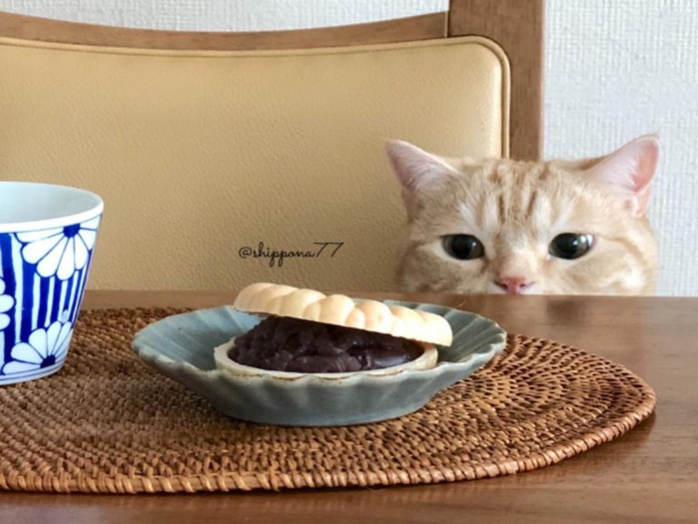 日本一隻橘貓因為很貪吃，被主人拍下一系列「吃貨趴桌照」（圖／IG＠shippona77）