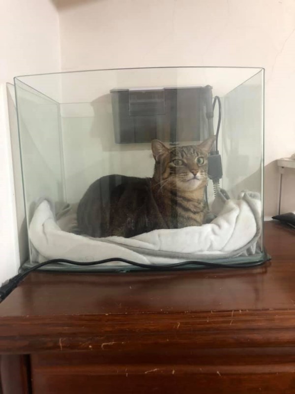貓皇愛睡魚缸還面露得意笑　爸嘆：只能讓魚搬家了！