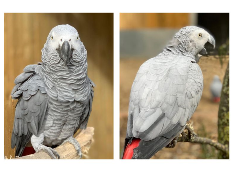 英國一間動物園的鸚鵡因為太常罵髒話，被請出園區，移入不公開的鳥園「思過」。（圖／翻攝自「Lincolnshire Wildlife Park」的臉書）
