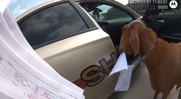 女警到一處民宅送文件，卻遇到鬼祟山羊潛入巡邏車偷吃文件。（圖／Douglas County Sheriff's Office） 