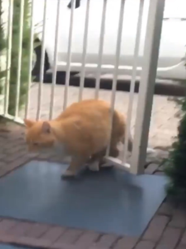 頭過一定身就過？　橘貓穿越欄杆被卡住還遷怒：誰陰我！