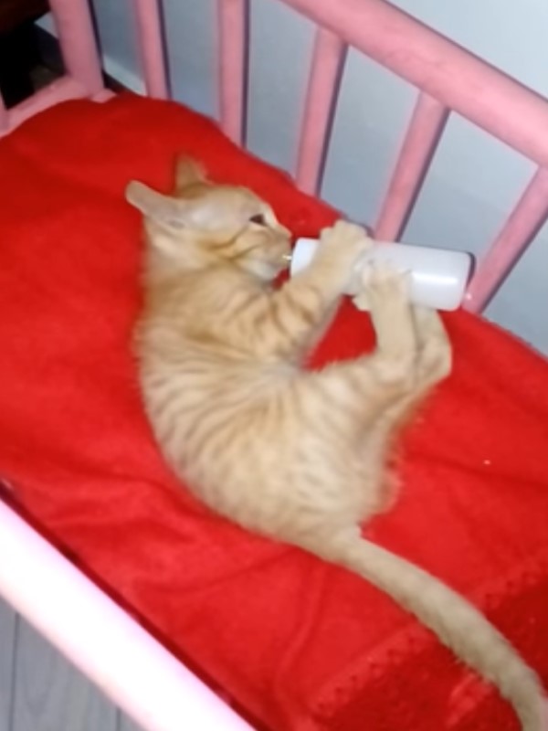 小橘貓肚子餓躺搖床喝奶奶　網笑：進化成嬰兒了！