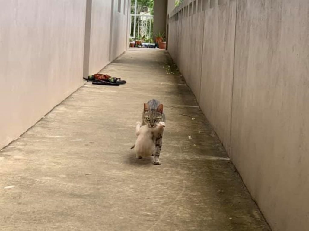 網友葦葦一天聽到奶貓叫聲開門，卻見到虎斑貓媽連叼6隻小貓要來給她養！（圖／網友葦葦提供） 