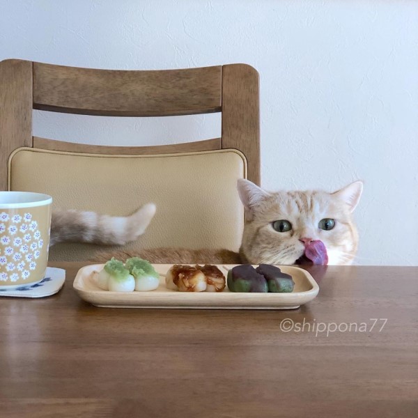 日本橘貓太貪吃　奴才為牠拍「吃貨趴桌照」竟意外爆紅！