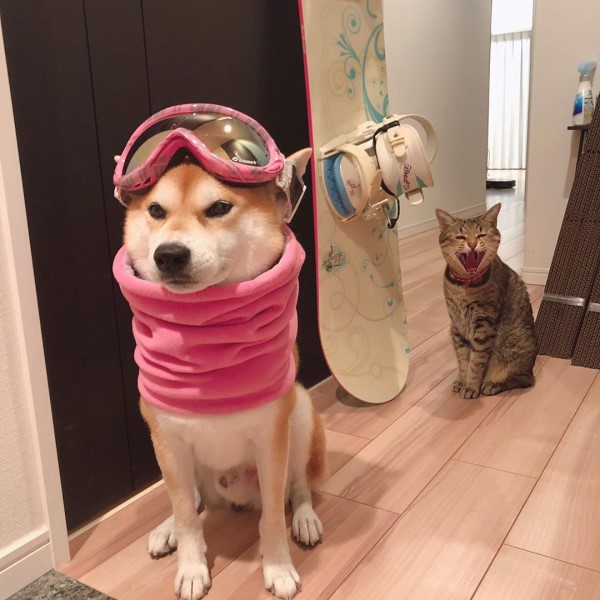 虎斑貓見柴柴好友穿「粉紅滑雪裝」背後偷笑　網：好欠揍！