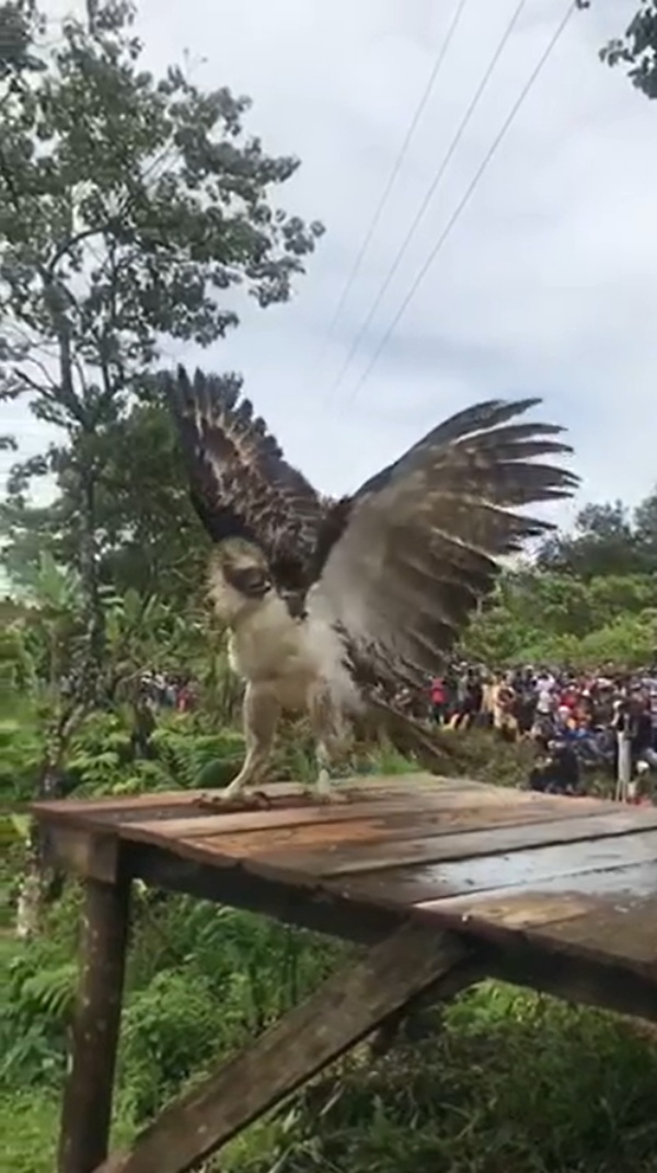 菲律賓鵰走出運輸籠之後，展開牠的雙翅。（圖／Facebook@Philippine Eagle Foundation (Official)） 